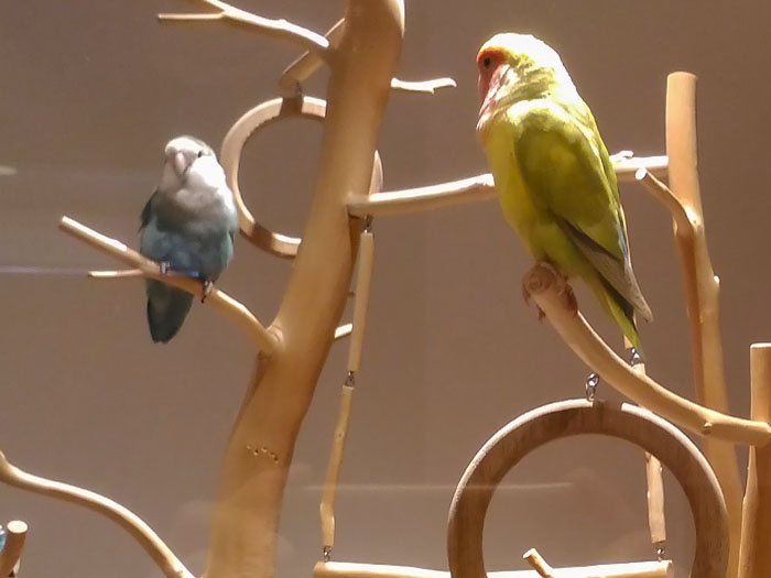 Lovebird Cafe CHERRY